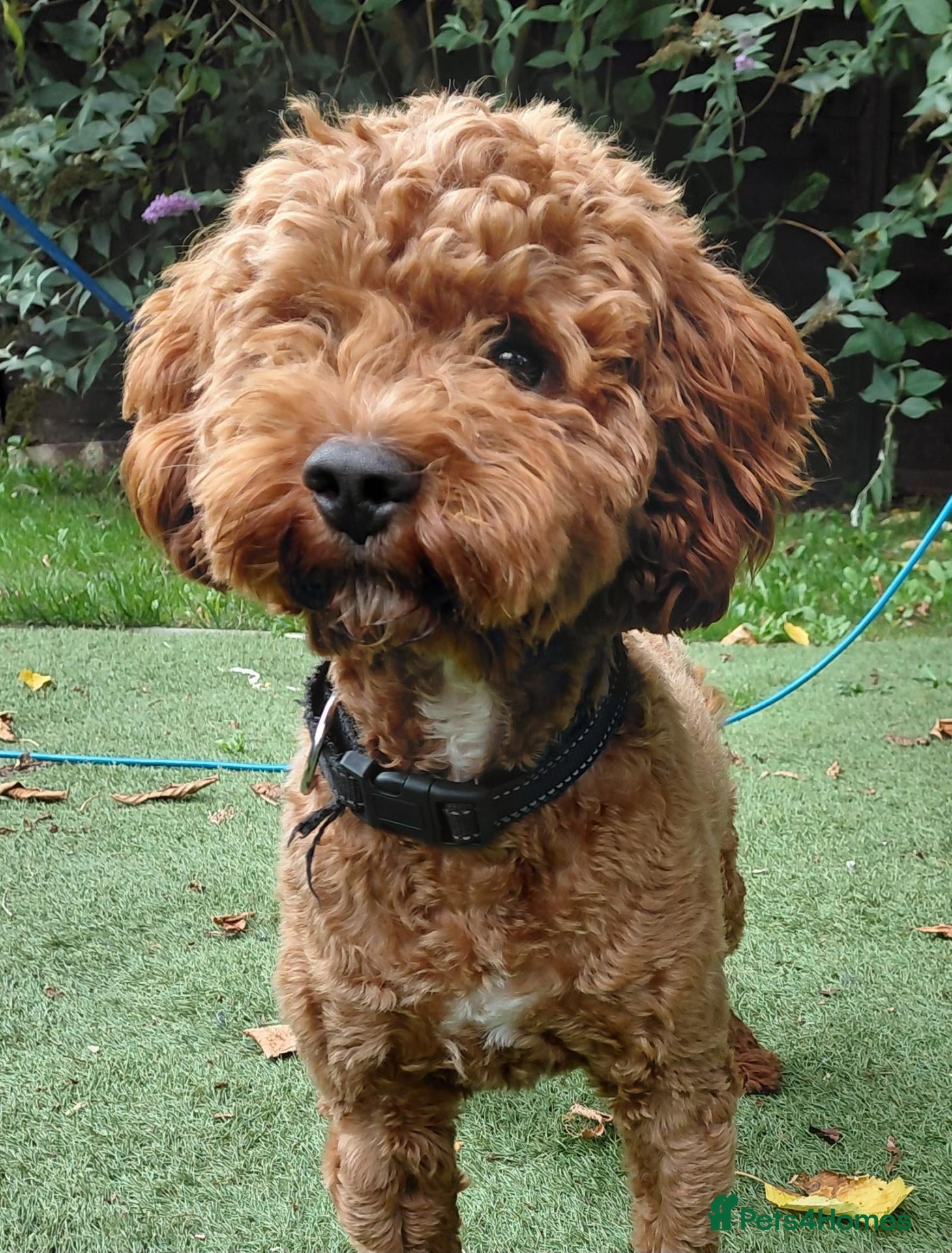 Cavapoo dogs F1 Toy cavapoo stud-extensively health tested - Advert 11