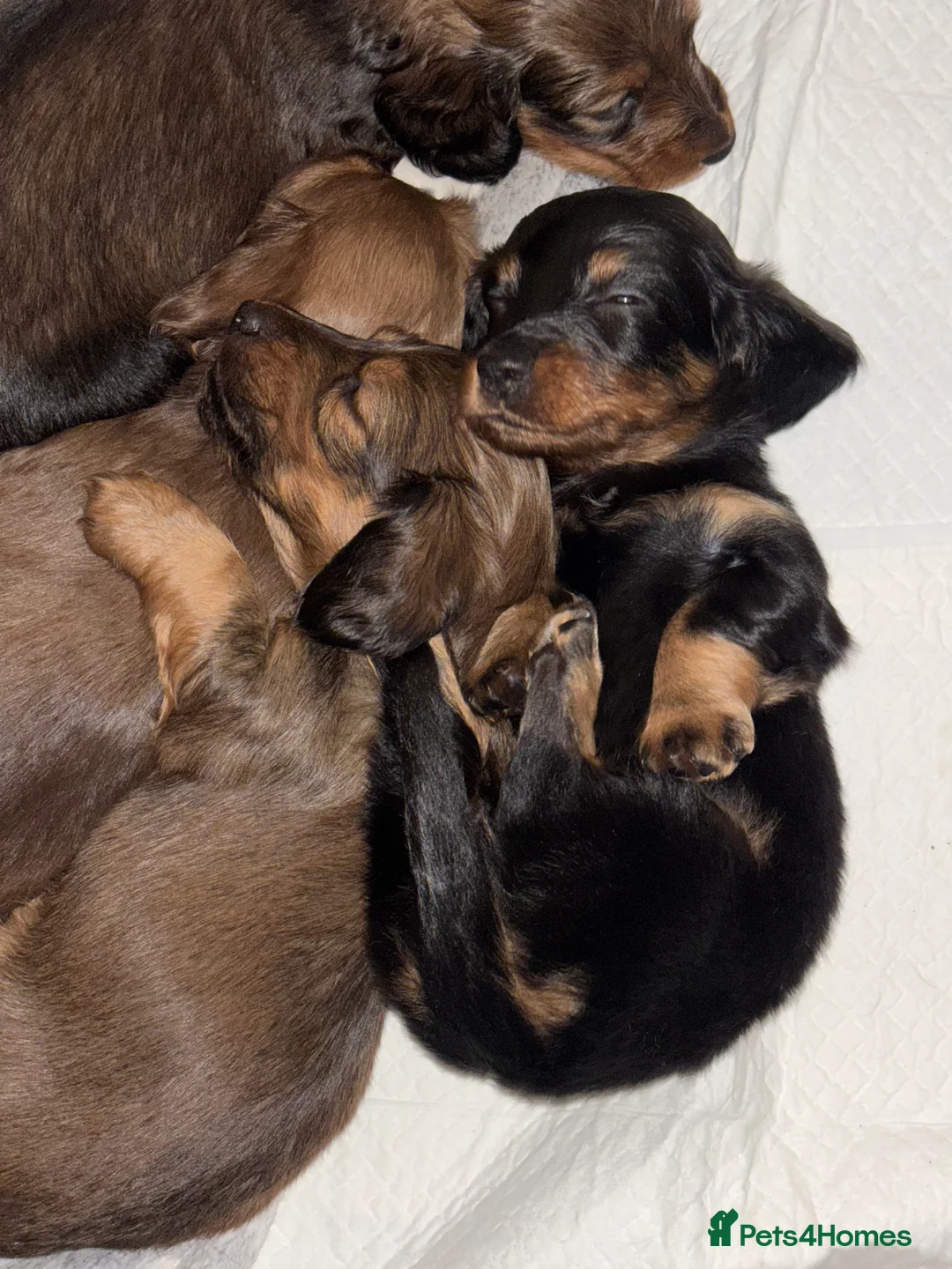 Miniature Dachshund dogs for sale: Miniature long haired dachshund  - Advert 6