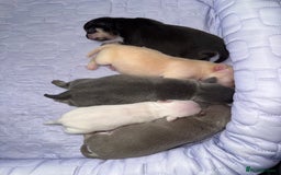 Chihuahua dogs for sale: 5 gorgeous chihuahua pups - Image 1