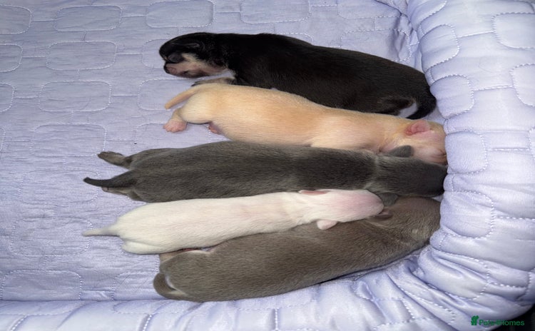 Chihuahua dogs - Advert 9