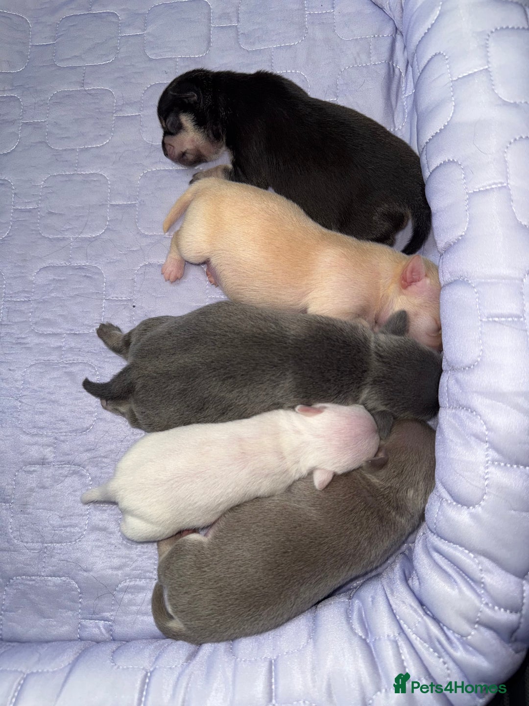 Chihuahua dogs for sale: 5 gorgeous chihuahua pups - Image 1