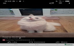 Maine Coon cats for sale: Mainecoon kittens  - Image 7