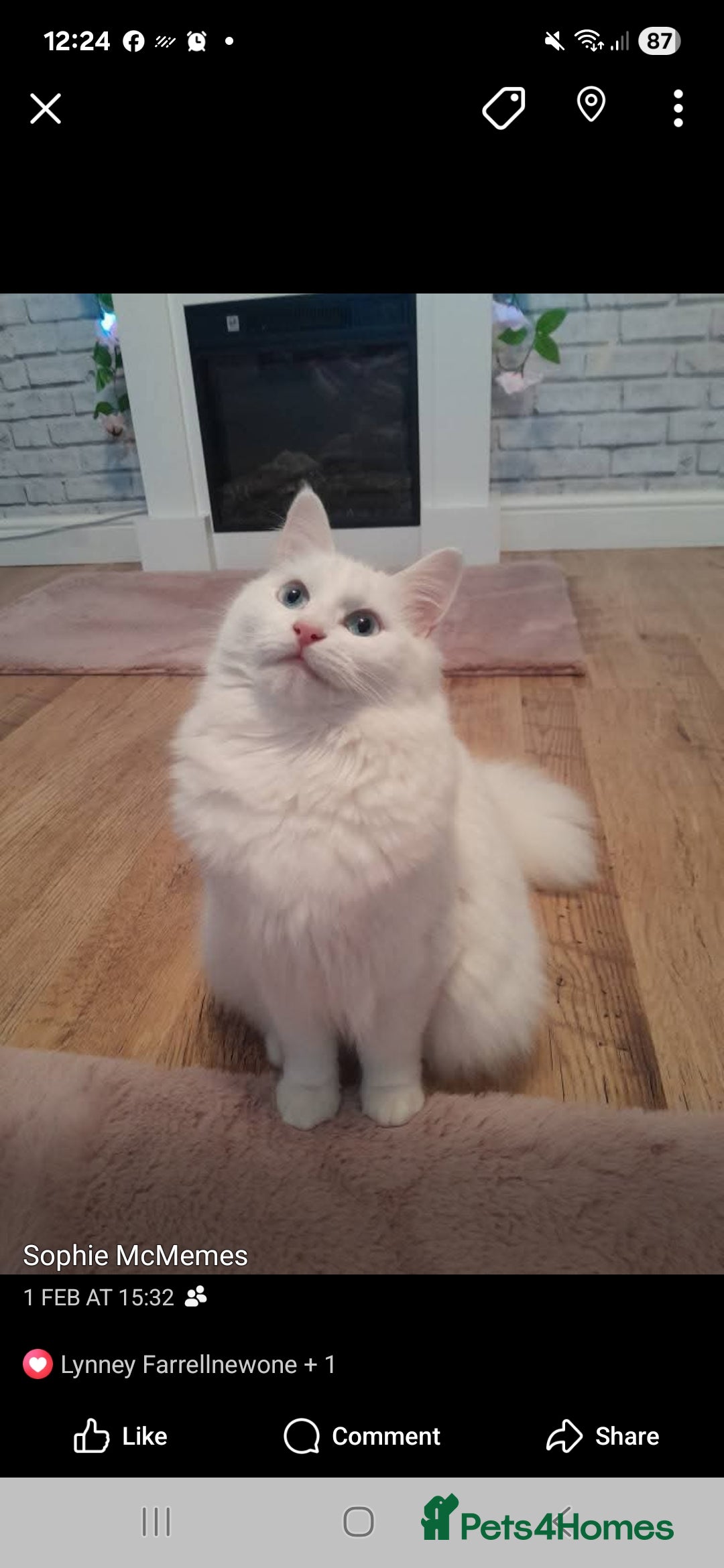 Maine Coon cats for sale: Mainecoon kittens  - Image 7