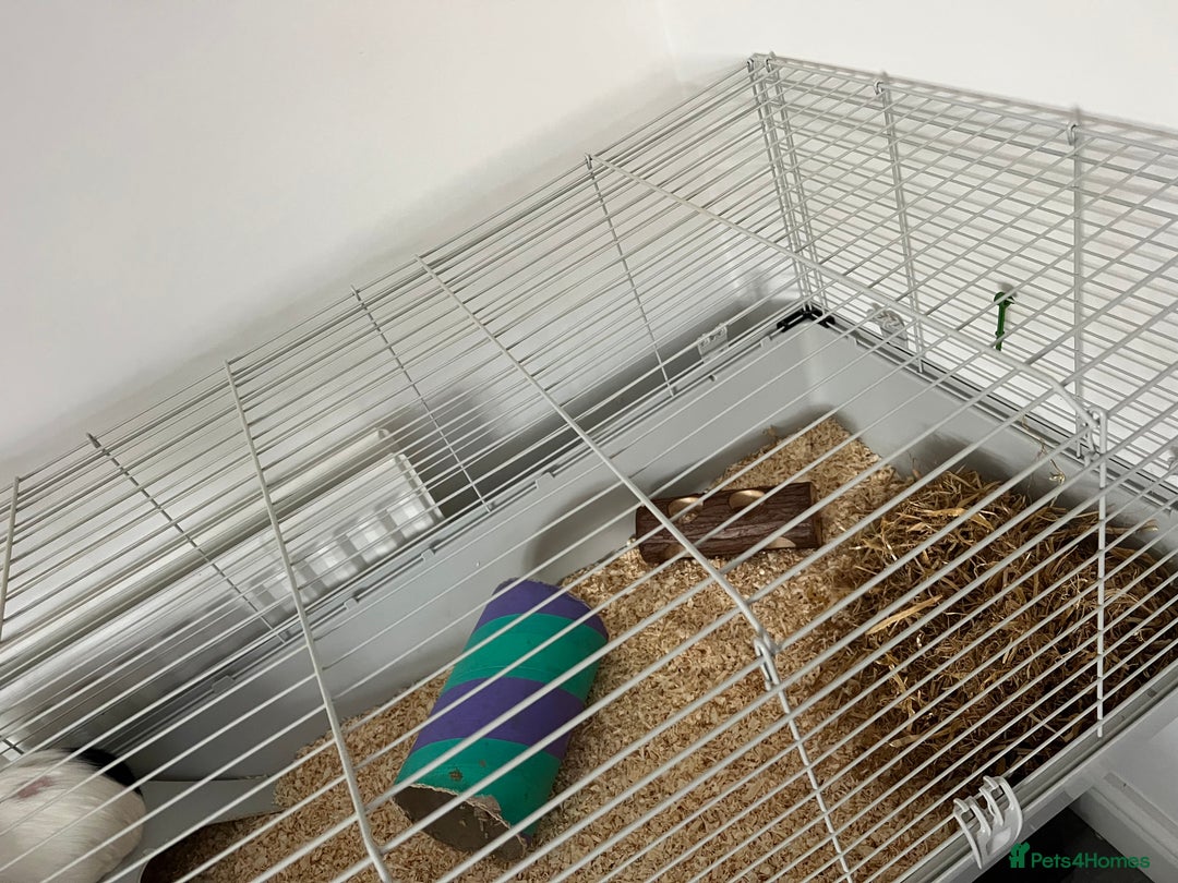 Guinea Pig rodents for sale: 2 male Guinea pigs for sale, cage included - Image 2