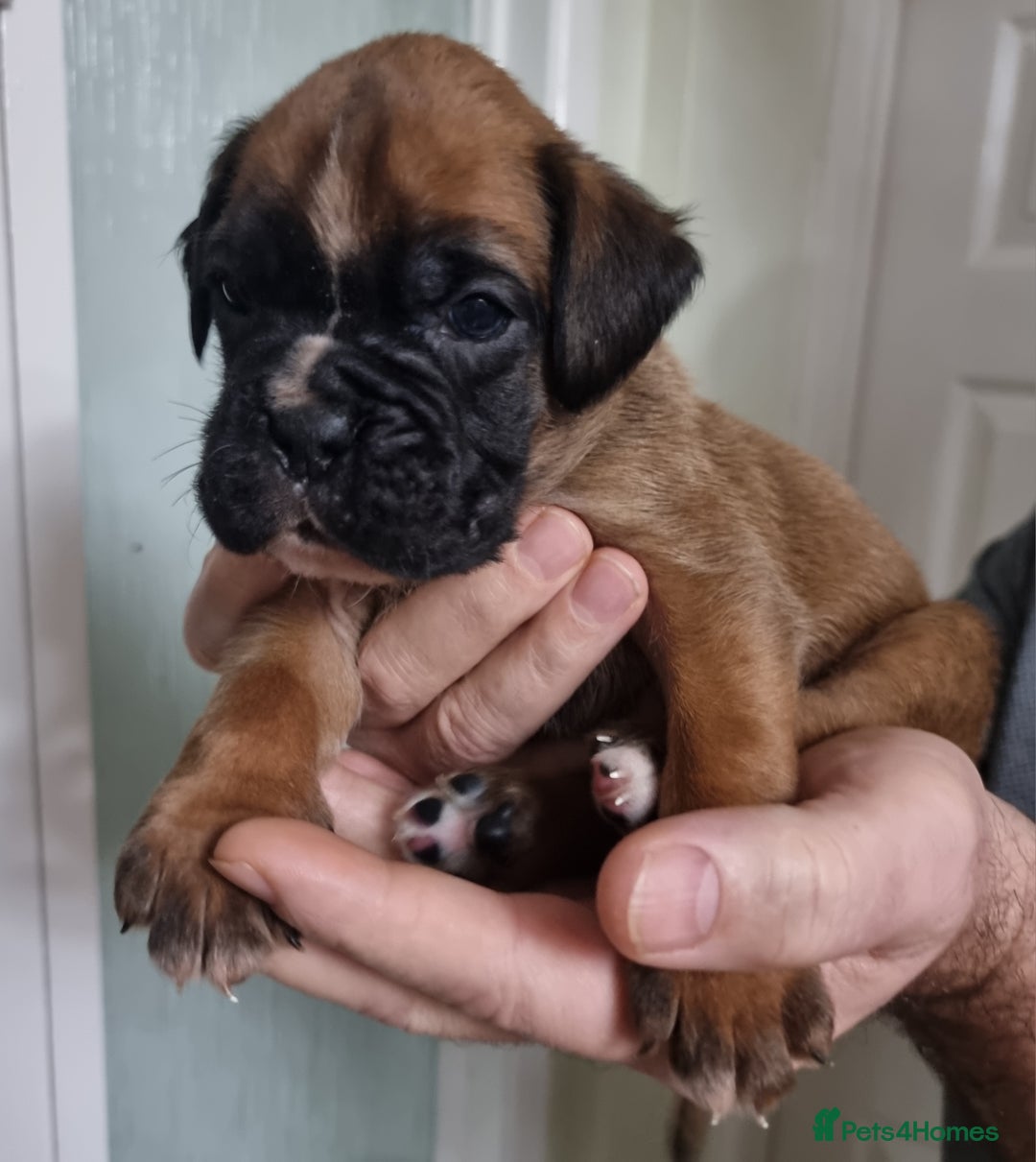 Boxer dogs for sale: Stunning Boxer Puppies  - Advert 5