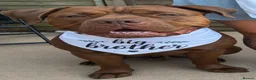 Mixed Breed dogs for sale: Benson The Lovable Bear  - Advert 2