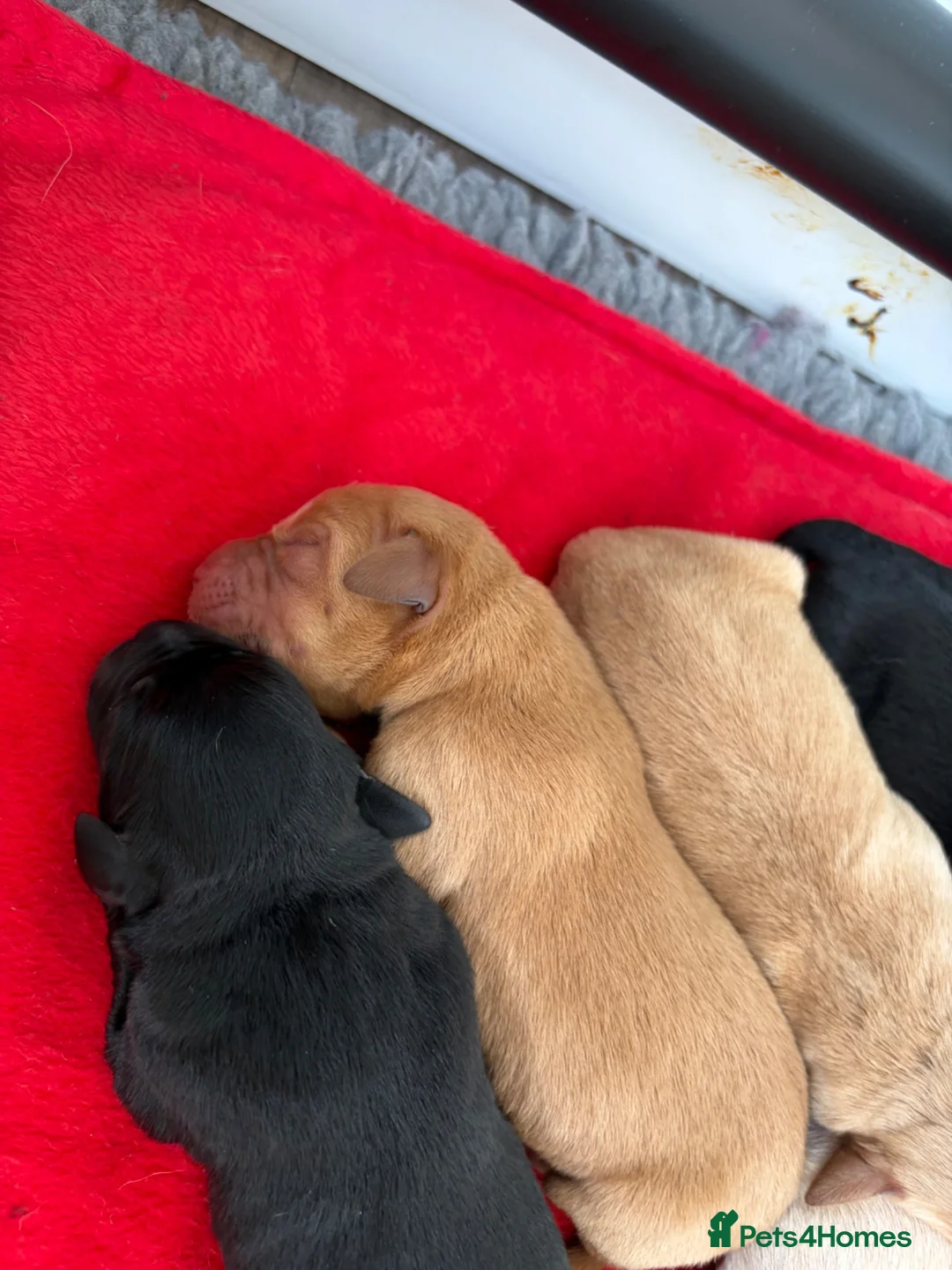 Labrador Retriever dogs for sale: Gorgeous Labrador puppies  - Advert 7