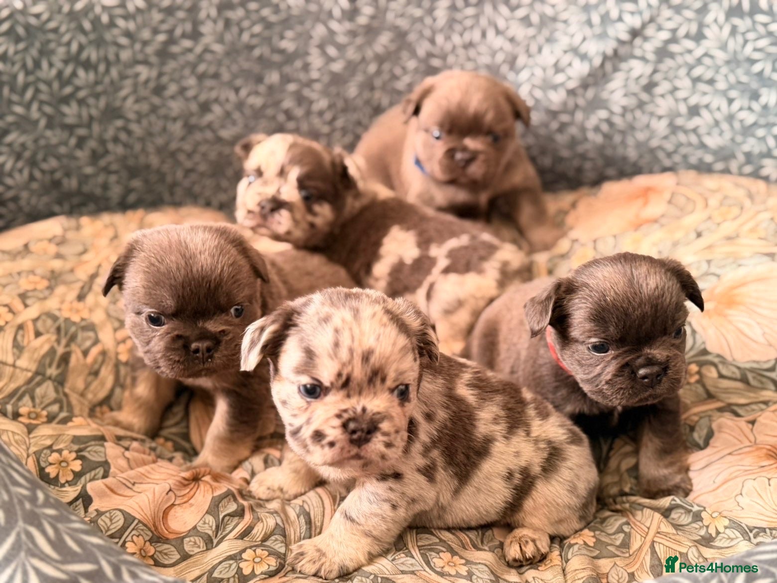 French Bulldog dogs Super fluffy frenchies - Advert 2