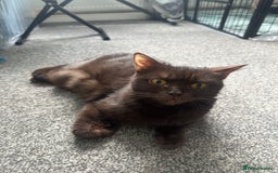 British Shorthair cats for sale: British short hair kitten chocolate brown - Image 10