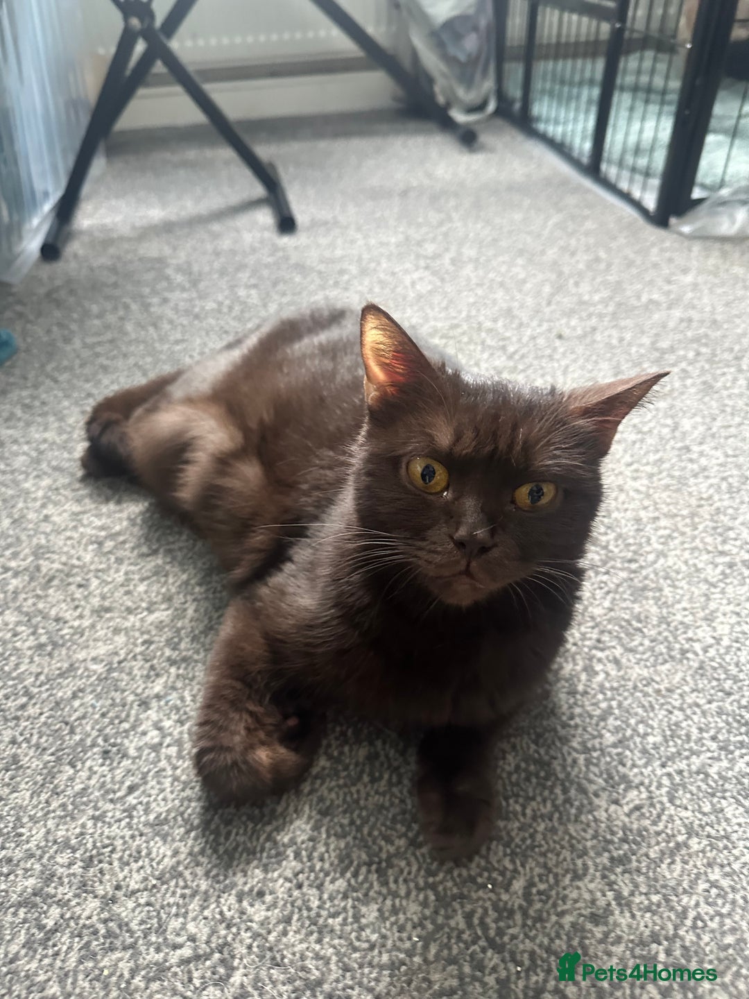 British Shorthair cats for sale: British short hair kitten chocolate brown - Image 10