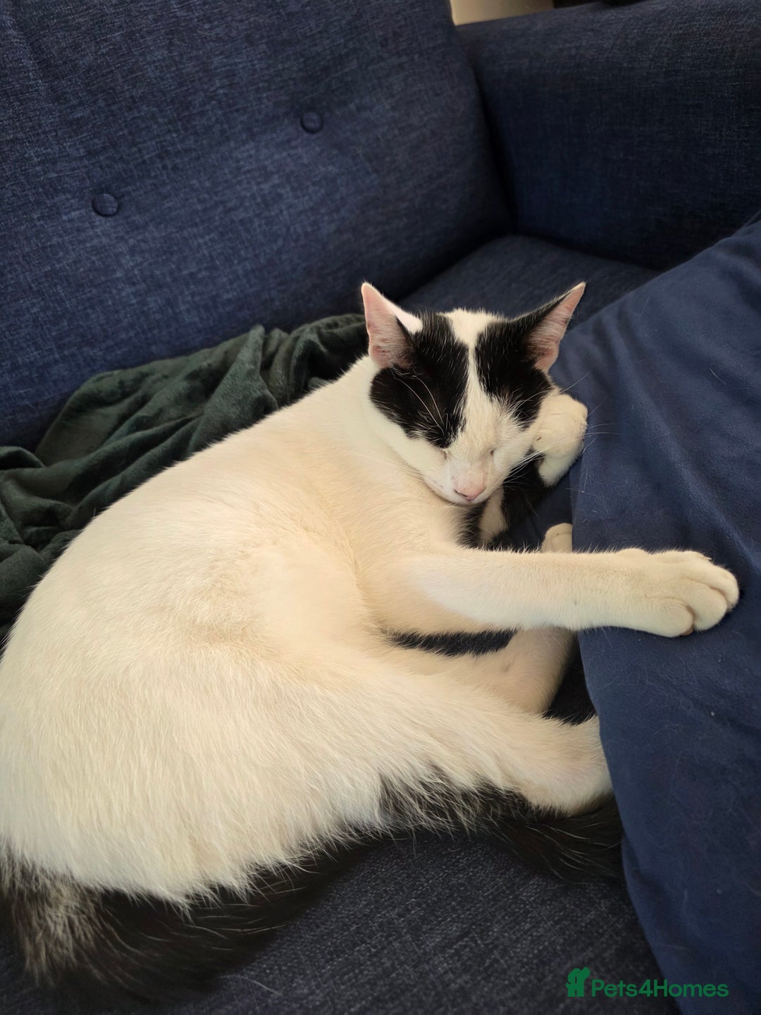 Mixed Breed cats for sale: Two male cats - Image 4