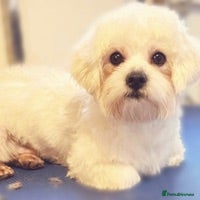 Maltese dogs proven beautiful Maltese boy DNA health tested  in Robertsbridge - Advert 5