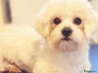 Maltese dogs in Robertsbridge - Advert 6