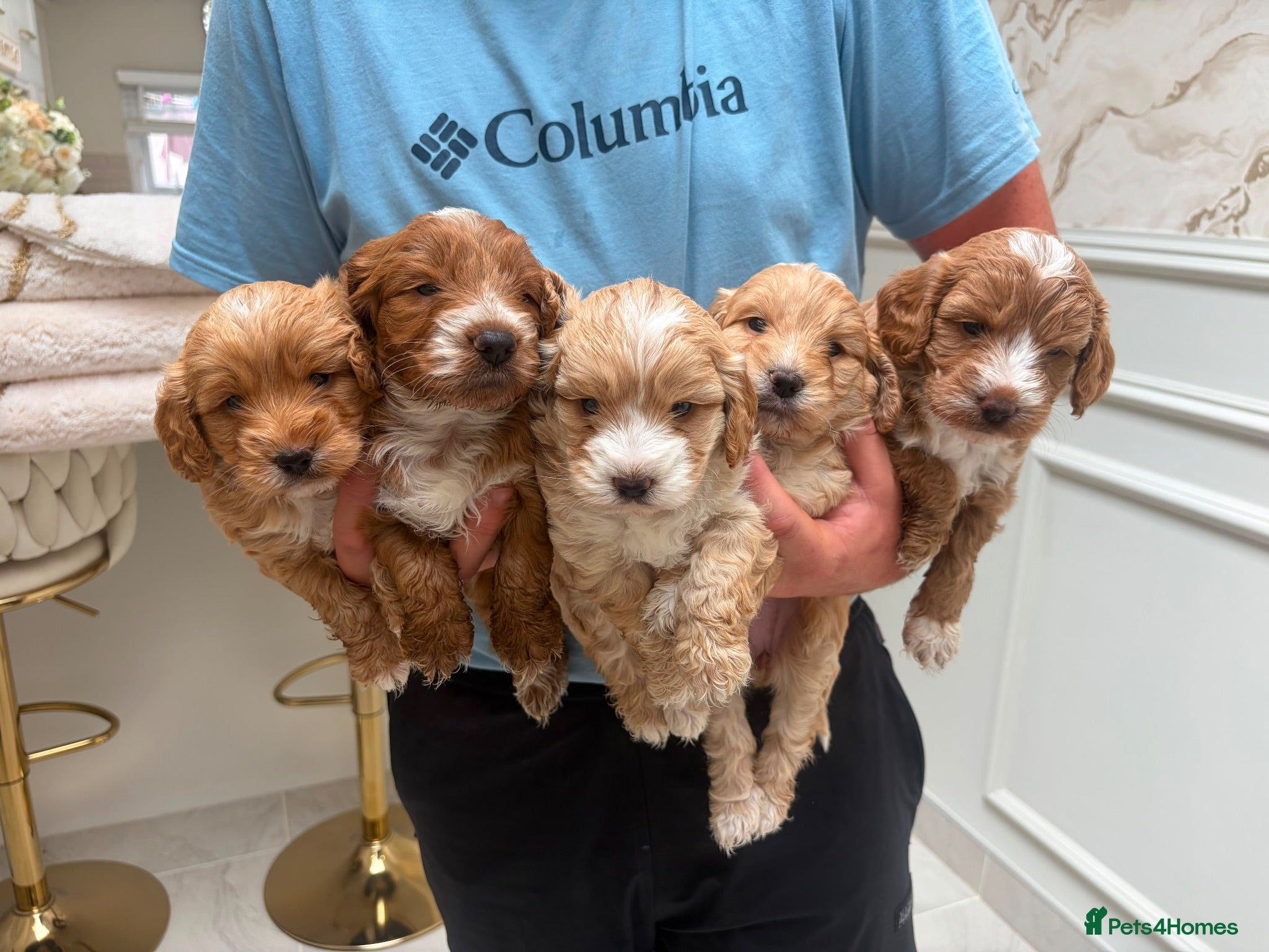 Cockapoo dogs F1 Cockapoo Puppies 🐶  - Advert 2