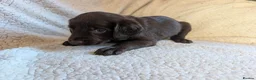 Springador dogs for sale: Litter of Springadors - Advert 10