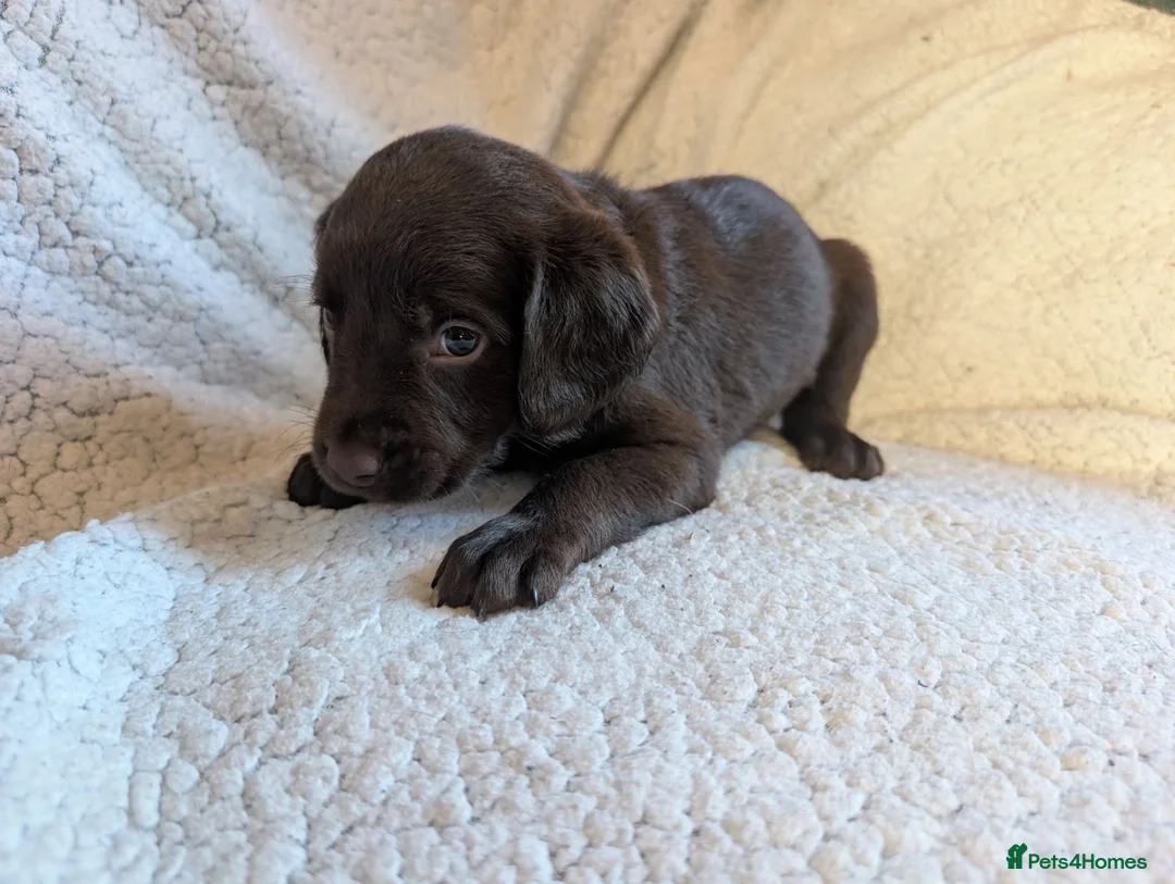 Springador dogs for sale: Litter of Springadors - Advert 10