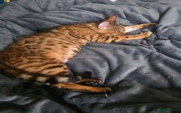 Bengal cats for sale: Stunning bengal female cat 1 year old 🐈  - Image 2