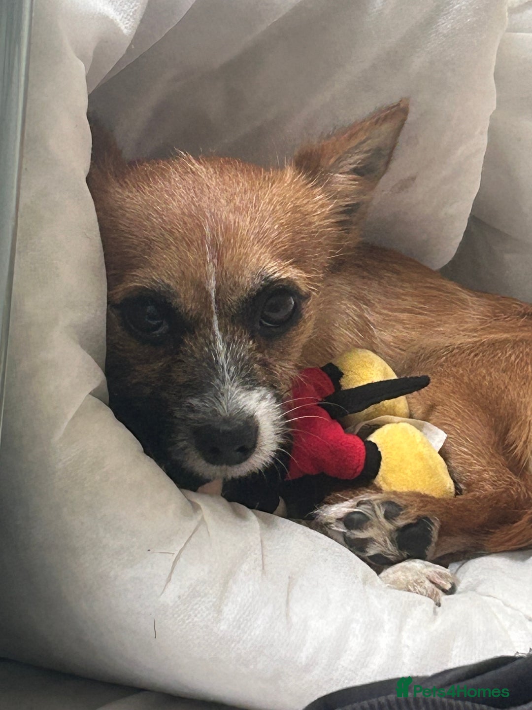 Mixed Breed dogs for sale: Jackawawa 1 year old Hugo - Image 2