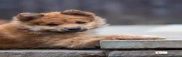 Mixed Breed dogs for sale: Italian Volpino puppies 🦊 - Advert 26