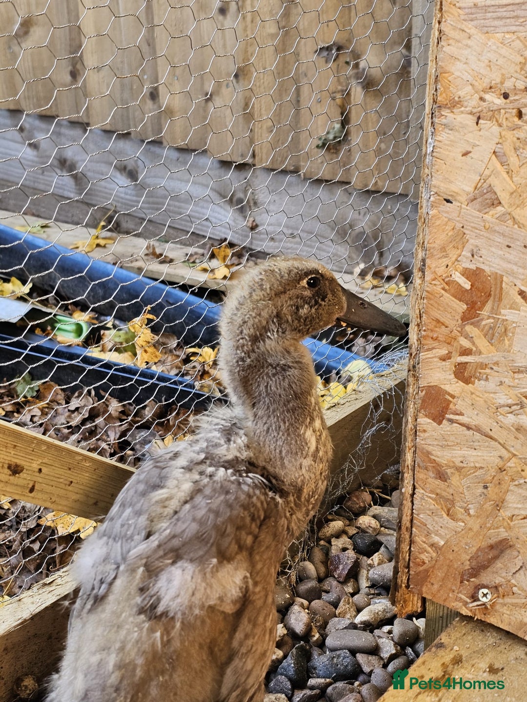 Ducks poultry for sale: 2 Muscovy ducks and 1 Indian runner duck - Advert 14