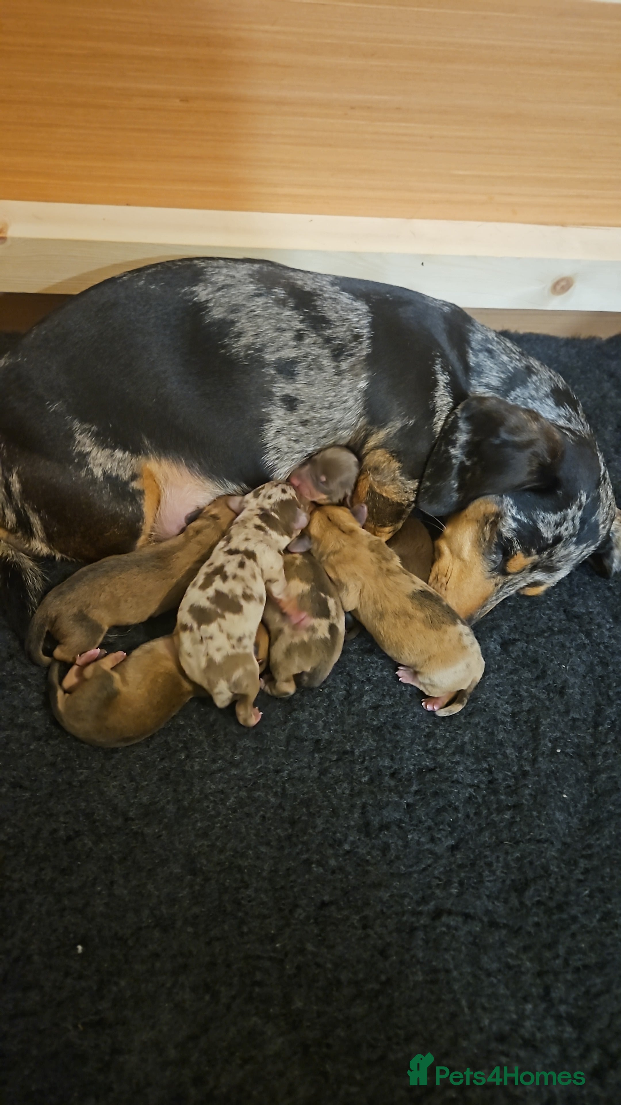 Miniature Dachshund dogs Dachshund Puppies for Sale - Advert 6
