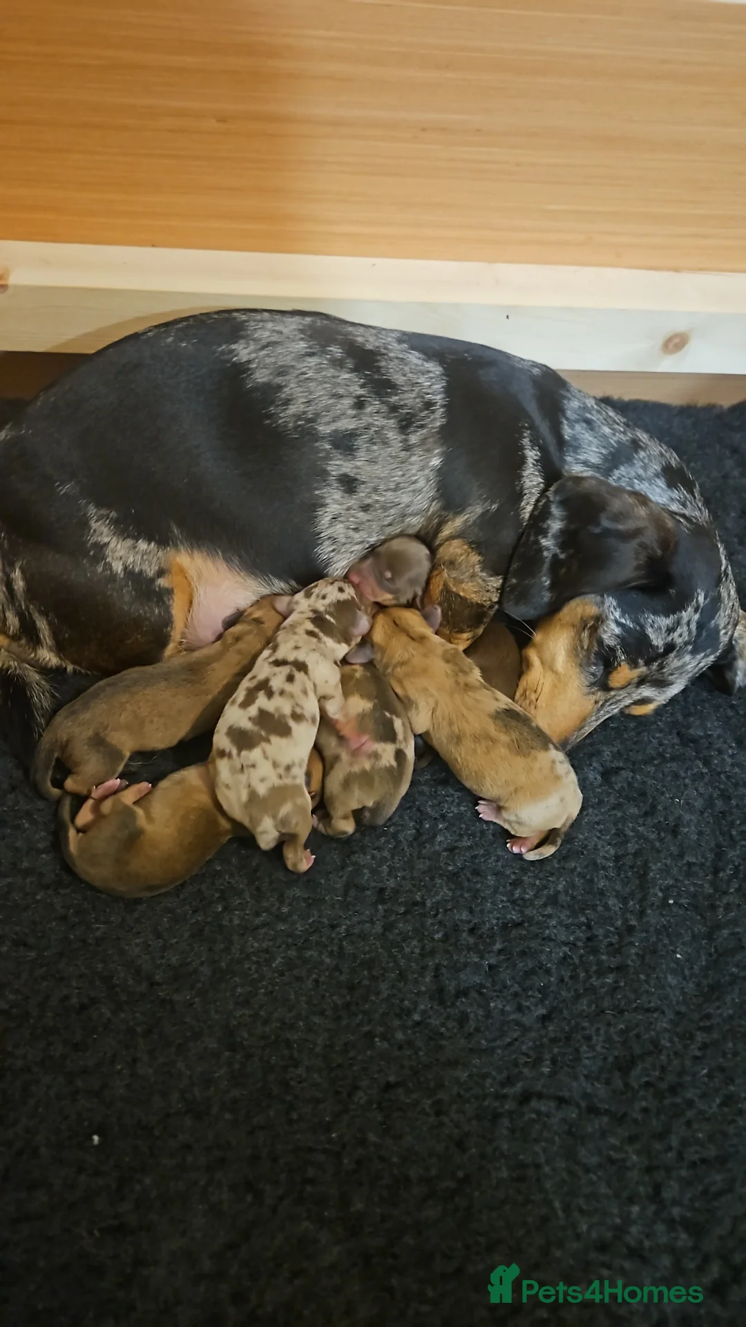 Miniature Dachshund dogs for sale: Dachshund Puppies for Sale in Doncaster - Advert 1