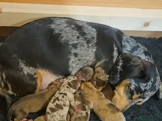 Miniature Dachshund dogs Dachshund Puppies for Sale - Advert 6