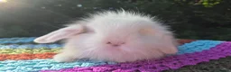 Mini Lop rabbits for sale: 🧡 TEDDYWIDDER X MINI LOP BABIES 😍 - Advert 11