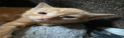 Mixed Breed cats for sale: 🐾 Adorable ginger kittens for sale, Chester 🐾  - Advert 28