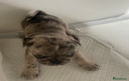 Pug dogs for sale: Pug Puppies  - Image 23