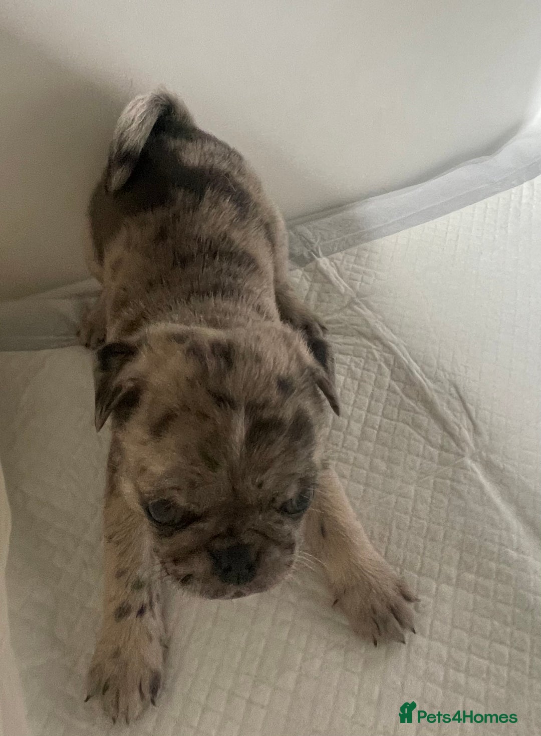 Pug dogs for sale: Pug Puppies  - Image 23