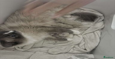 Ragdoll cats - Advert 1