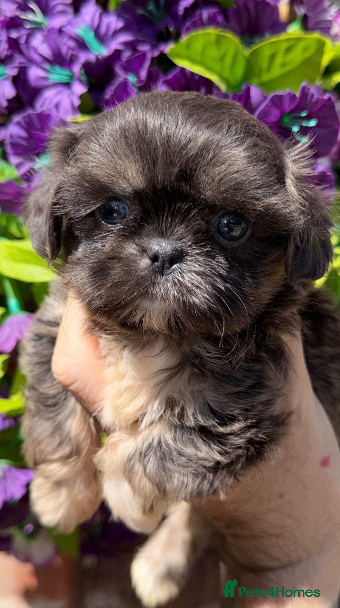 Shih Tzu dogs 🩷💙Stunning KC Shih Tzu Puppies 💜🩷 - Advert 1