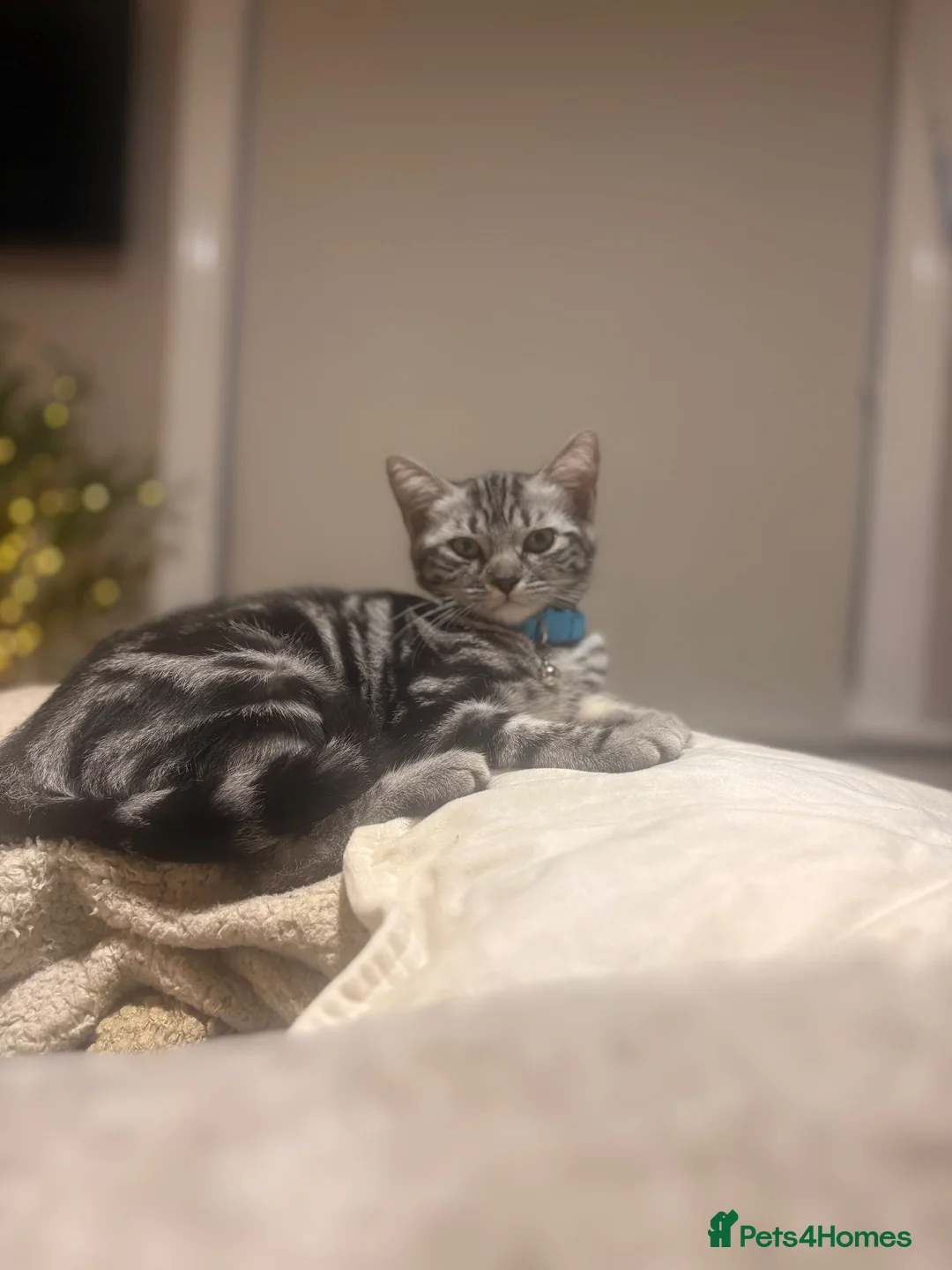 British Shorthair cats for sale: 2 boys remaining  - Advert 2