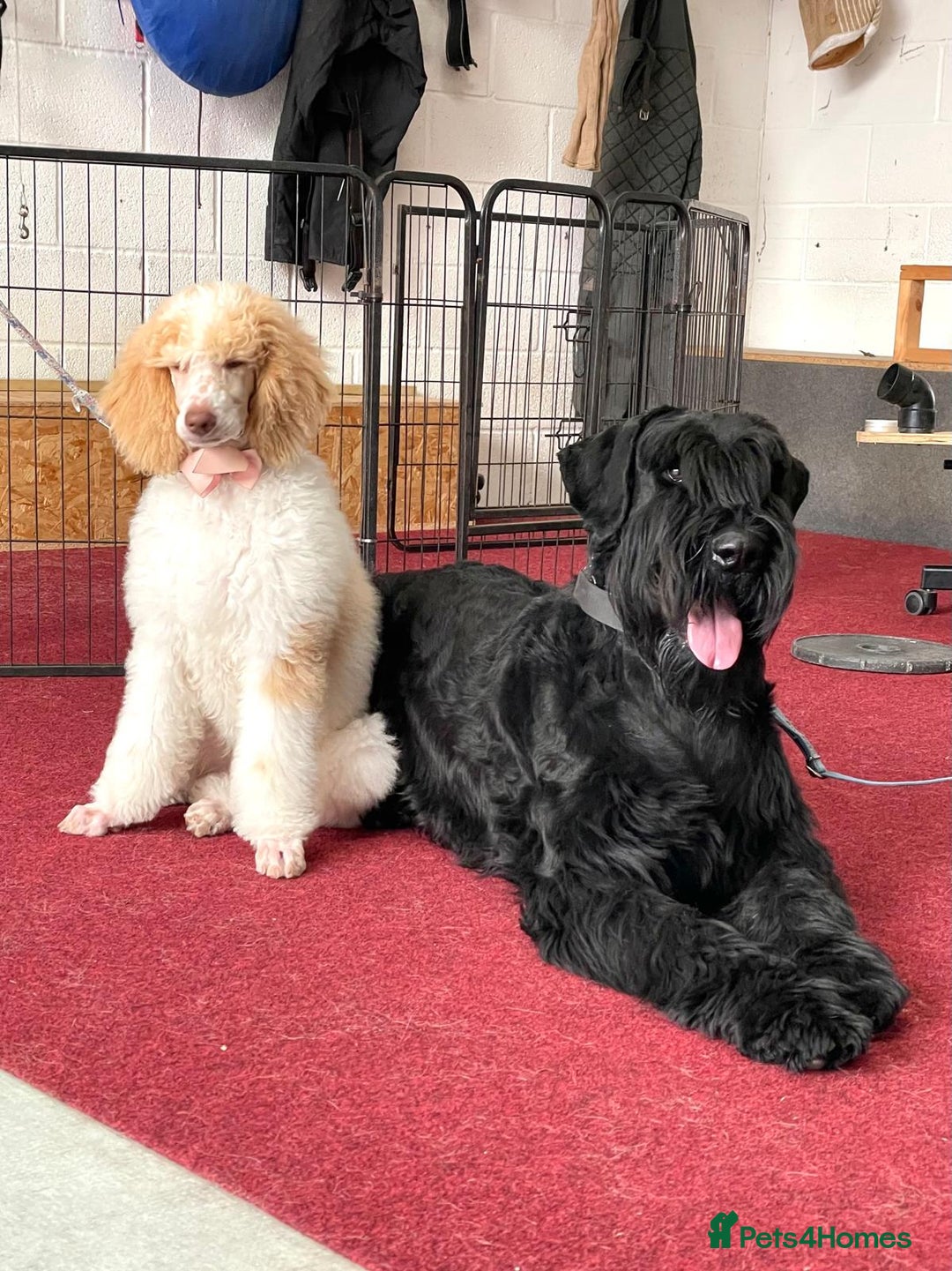 Standard Poodle dogs for sale: Standard Poodle Girl Available Apricot&White Parti - Image 10