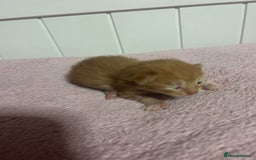 British Shorthair cats for sale: Kittens  - Image 8