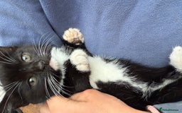 Mixed Breed cats for sale: Beautiful female kitten  - Advert 4
