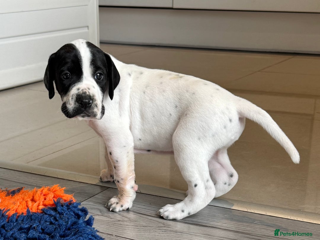 Pointer dogs for sale: Beautiful well bred pointer puppies - Image 2