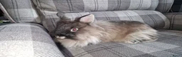 Lionhead rabbits for sale: Friendly, cute, fluffy lionhead bunnies- m and f - Advert 7