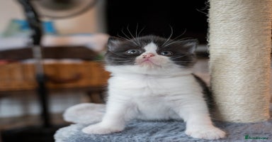 British Shorthair cats - Advert 9