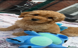 Cockapoo dogs for sale: Ready to go forever home one girl left  - Image 1