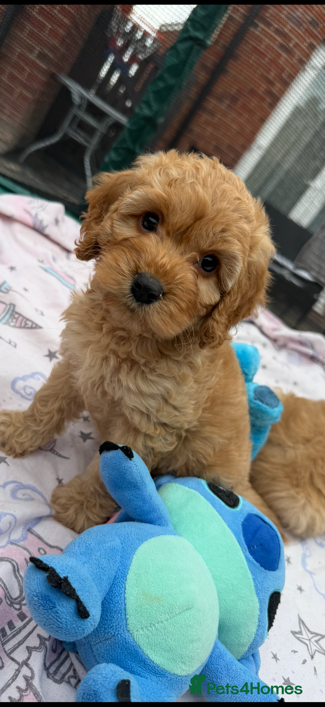 Cockapoo dogs for sale: Ready to go forever home one girl left  - Image 1