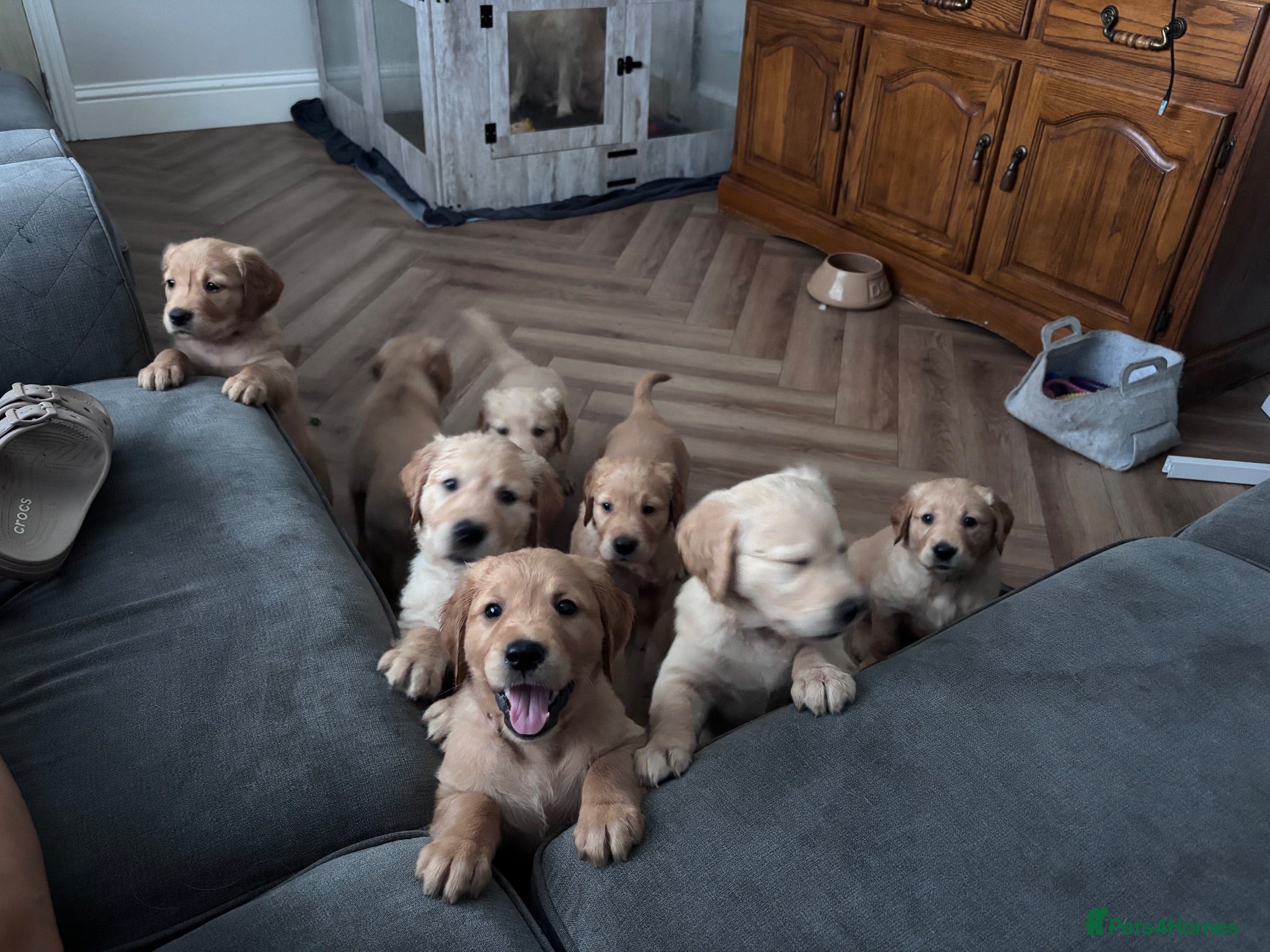 Golden Retriever dogs BEAUTIFUL GOLDEN RETRIEVER PUPPIES 🐾 - Advert 18
