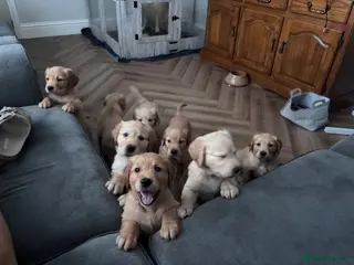 Golden Retriever dogs BEAUTIFUL GOLDEN RETRIEVER PUPPIES 🐾 - Advert 18