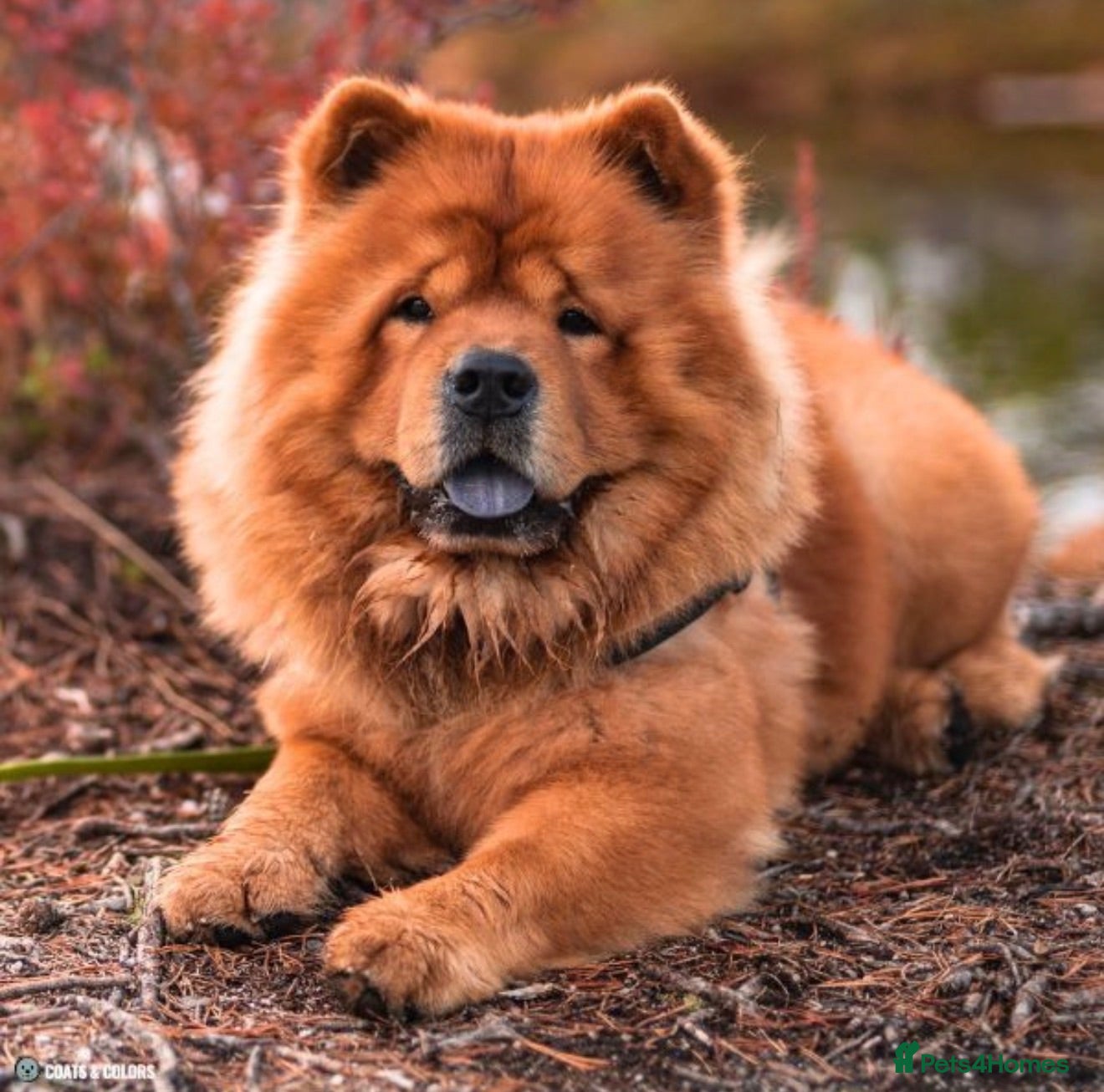 Chow Chow dogs Bella  - Advert 1