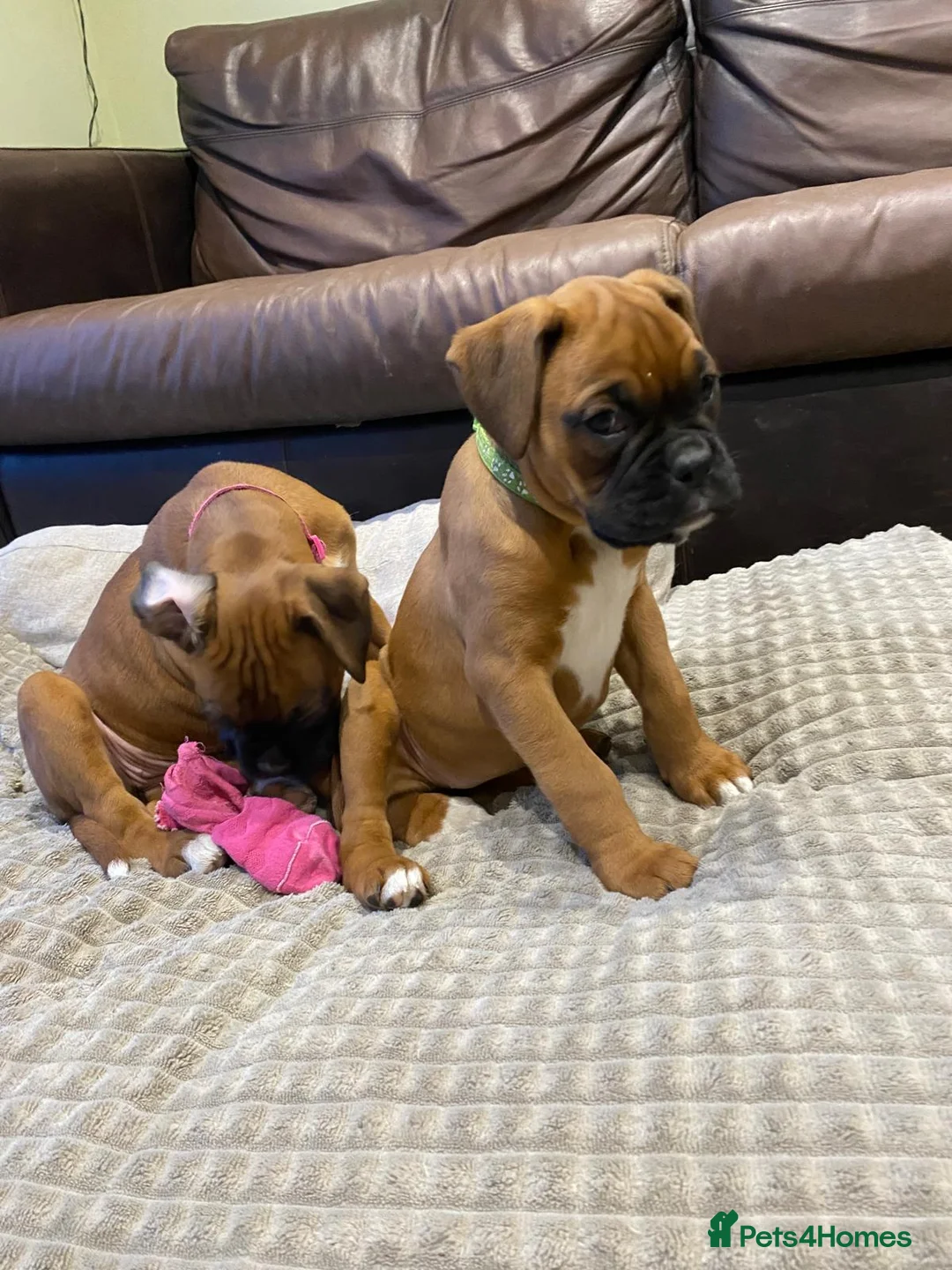 Boxer dogs for sale: Female boxer puppy kc reg 5 star licence  - Advert 3