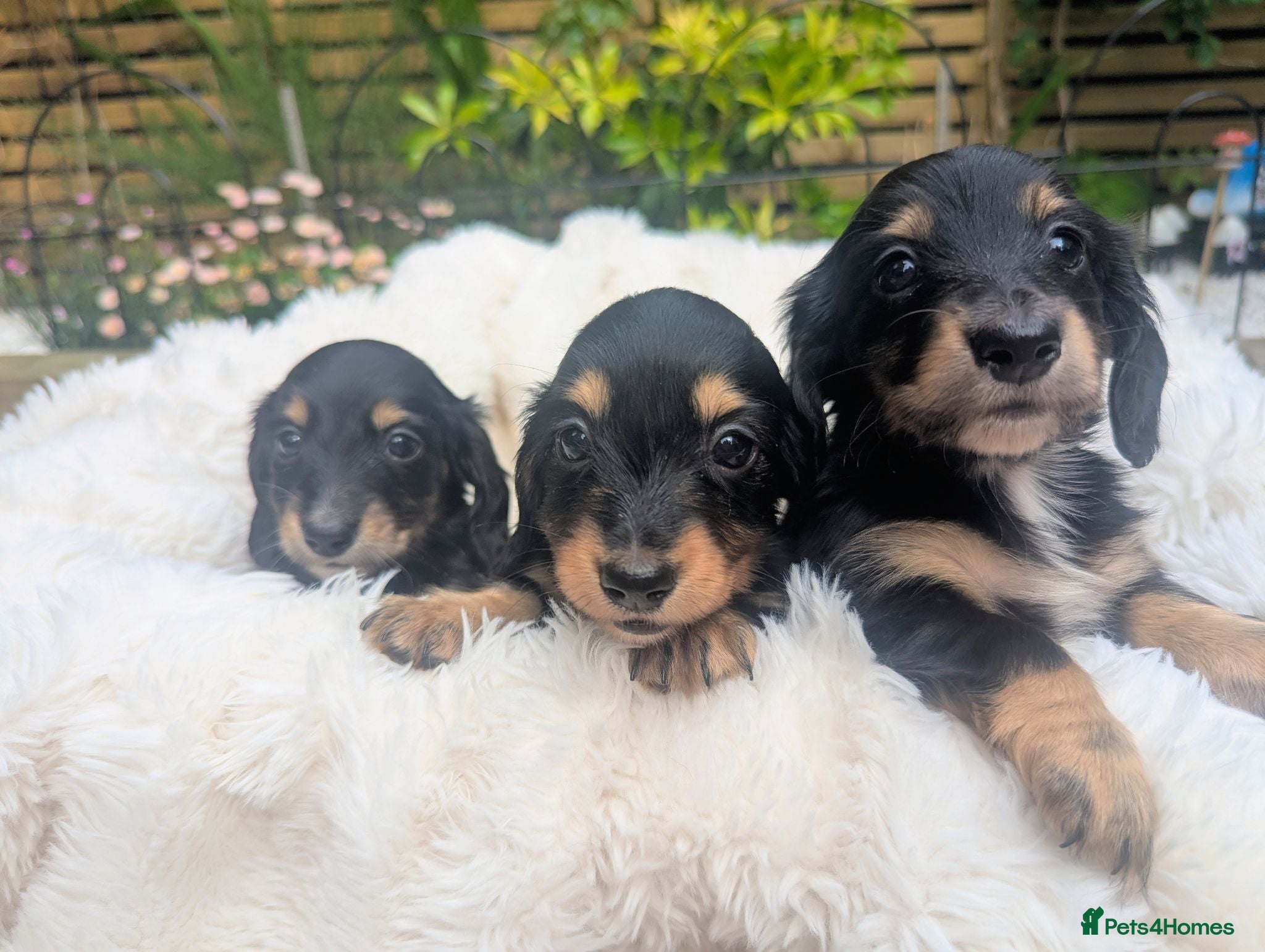 Miniature Dachshund dogs 🏆 Russian Champion lines + longhaired mini daxies - Advert 2
