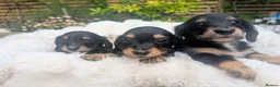 Miniature Dachshund dogs for sale: READY THIS WEEKEND 🏆Russian Champion lines  - Advert 10