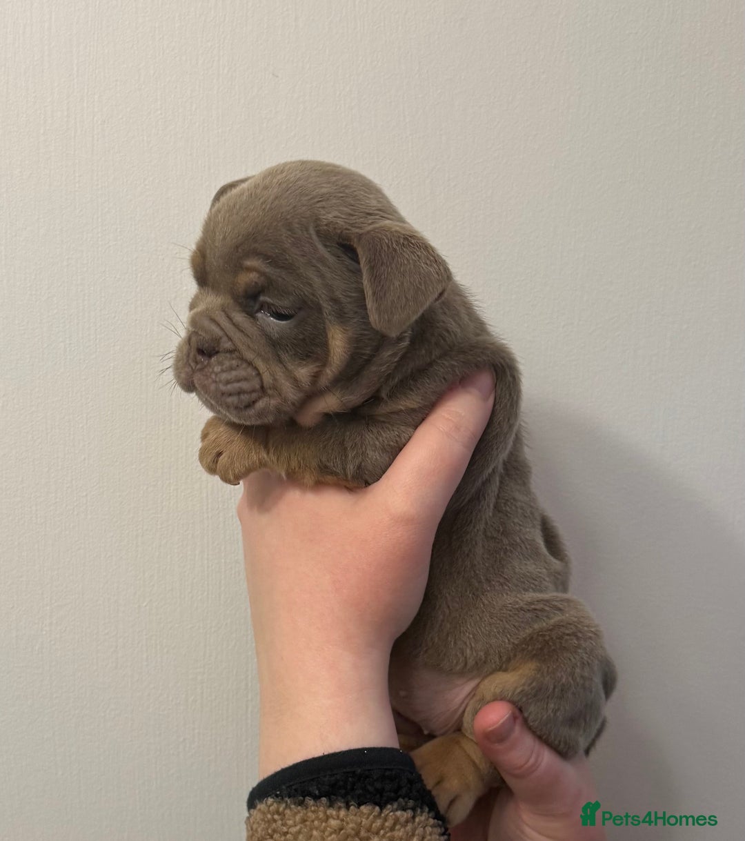 English Bulldog dogs for sale: Lilac Merle female English bulldog puppies  - Advert 8