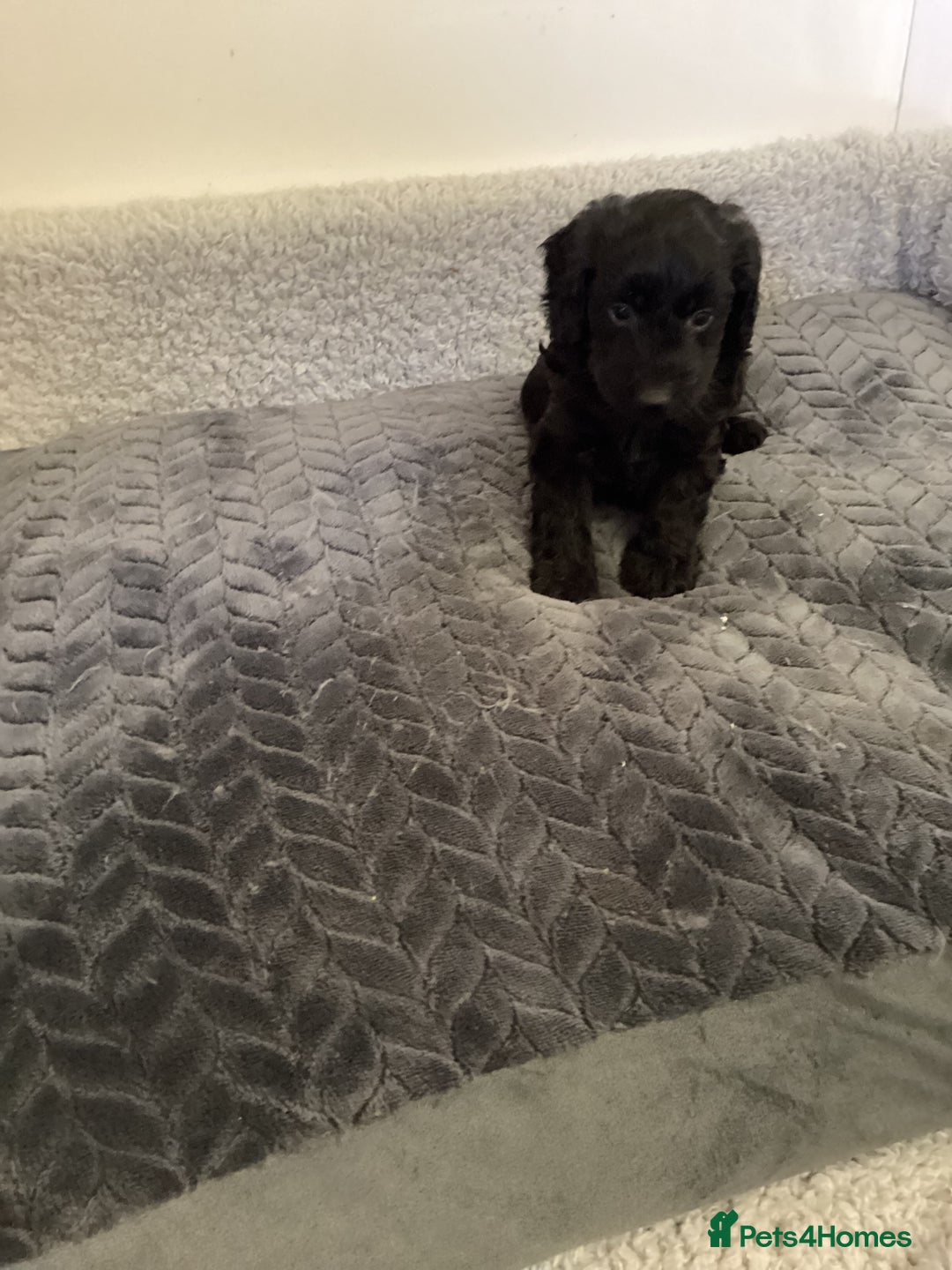 Cockapoo dogs for sale: F1 cockapoos  - Image 6
